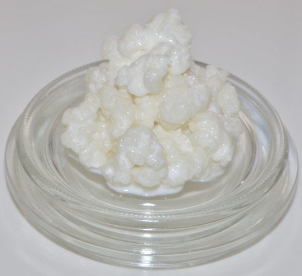 Kefir Grain Live Probiotic